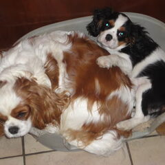 Nelly's Cavaliers