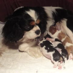 Nelly's Cavaliers