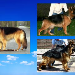 Tessa the shepherd cross