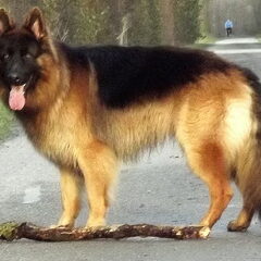 Tessa the shepherd cross