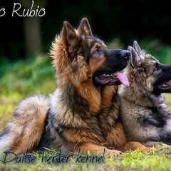 El Pelo Rubio Oud Duitse herder kennel