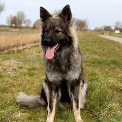 El Pelo Rubio Oud Duitse herder kennel