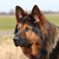 El Pelo Rubio Oud Duitse herder kennel