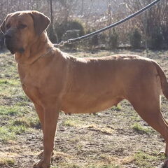 Sojtor Szepe Kennel