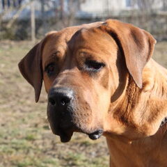 Sojtor Szepe Kennel