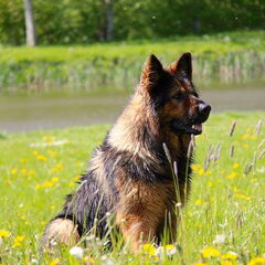 El Pelo Rubio Oud Duitse herder kennel