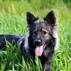 El Pelo Rubio Oud Duitse herder kennel
