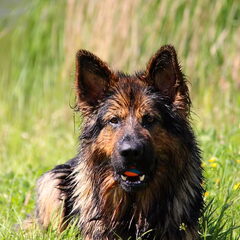 El Pelo Rubio Oud Duitse herder kennel