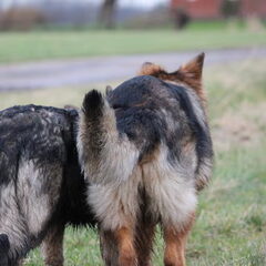 El Pelo Rubio Oud Duitse herder kennel