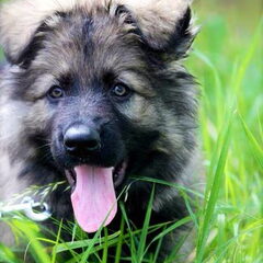 El Pelo Rubio Oud Duitse herder kennel