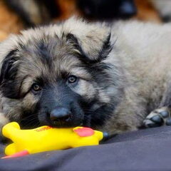 El Pelo Rubio Oud Duitse herder kennel