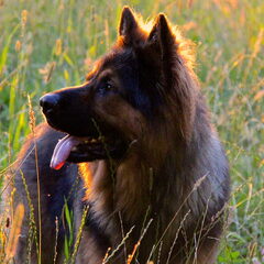 El Pelo Rubio Oud Duitse herder kennel