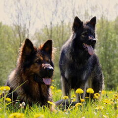 El Pelo Rubio Oud Duitse herder kennel