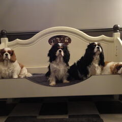 Nelly's Cavaliers