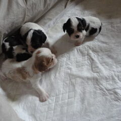 Nelly's Cavaliers