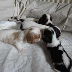 Nelly's Cavaliers