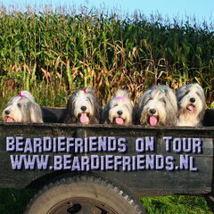Beardiefriends