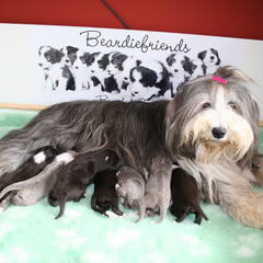 Beardiefriends