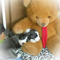 Beardiefriends