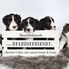 Beardiefriends