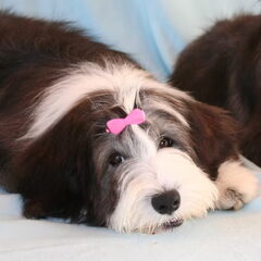 Beardiefriends