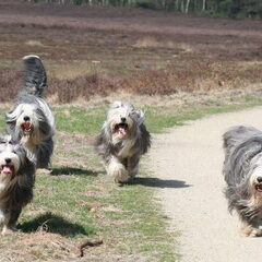 Beardiefriends