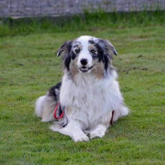 Mirabelle
