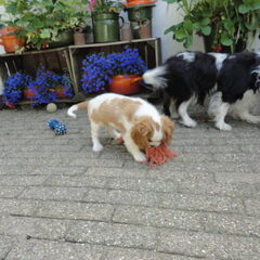 Nelly's Cavaliers