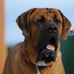 Malizi Doghouse Tosa inu kennel - Czech republic