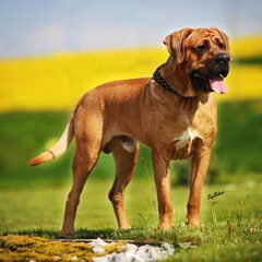 Malizi Doghouse Tosa inu kennel - Czech republic