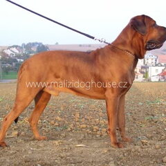 Malizi Doghouse Tosa inu kennel - Czech republic