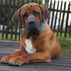 Malizi Doghouse Tosa inu kennel - Czech republic