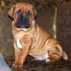 Malizi Doghouse Tosa inu kennel - Czech republic