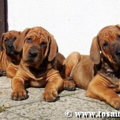 Diamant severu tosa inu kennel