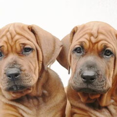 Diamant severu tosa inu kennel