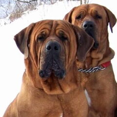 Diamant severu tosa inu kennel
