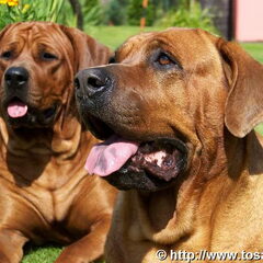 Diamant severu tosa inu kennel