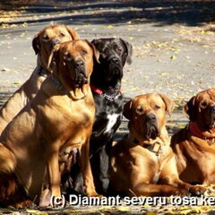 Diamant severu tosa inu kennel