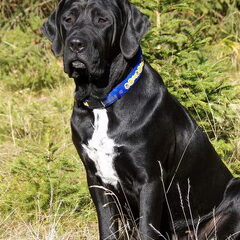 Diamant severu tosa inu kennel