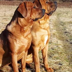 Diamant severu tosa inu kennel