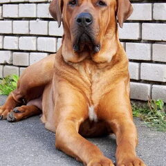 Diamant severu tosa inu kennel