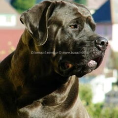 Diamant severu tosa inu kennel