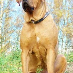 Diamant severu tosa inu kennel