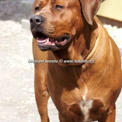 Diamant severu tosa inu kennel