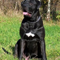 Diamant severu tosa inu kennel