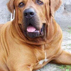 Diamant severu tosa inu kennel