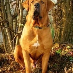 Diamant severu tosa inu kennel