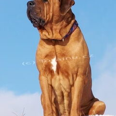 Diamant severu tosa inu kennel