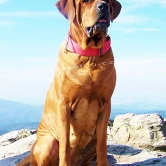 Diamant severu tosa inu kennel