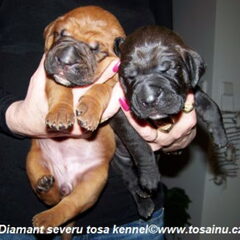 Diamant severu tosa inu kennel